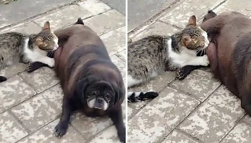 Erzurum’da Görülmemiş Sevimlilik: Köpek, Kediyi Sokakta Emziriyor!