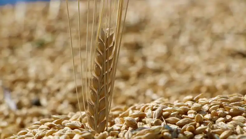 TMO 2025 Buğday Satış Fiyatları Açıklandı: Buğday, Arpa ve Yulafda Son Durum