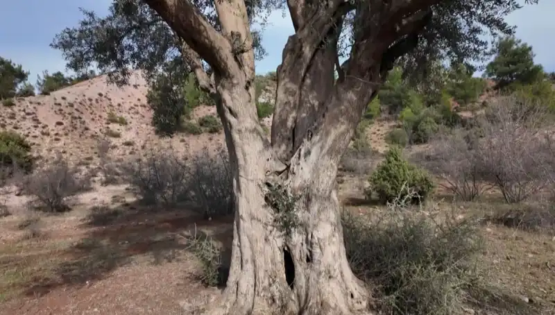 800 Yıllık Zeytin Ağacı: Tarihi Mirasın Bekçisi