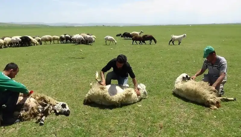 Yüksek Dağların Zirvesinde Koyun Kırkma Zamanı Geldi!