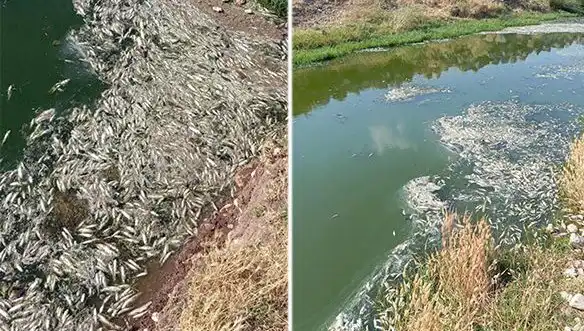 Karasu Çayı'nda Gizemli Balık Ölümleri: İnceleme Başlatıldı