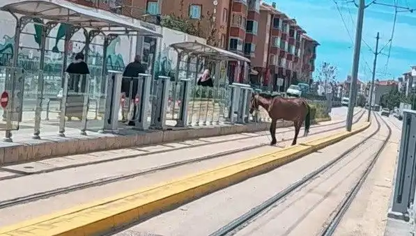 Eskişehir Tramvay Raylarında Başını Boşuna Gezen At: Olayın Detayları Neler?