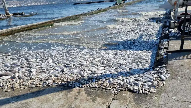 İzmir Körfezi’nde Temizlik Seferberliği: Doğa İçin Umut Var