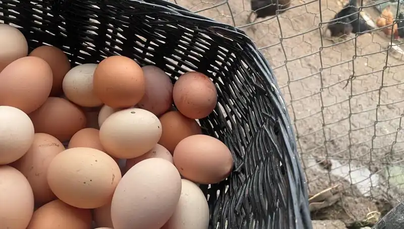 Okullar Açılıyor: Mayıs Çukuru'ndan Kurtulmanın Yolu Proteinde Mi?