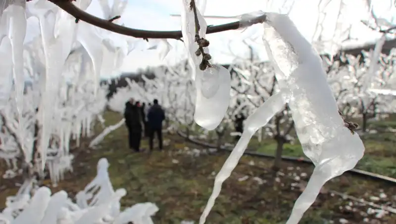 Soğuk Hava Şokunda Ağaçları Korumanın Yolları: Tomurcuklar Çiçek Açtı