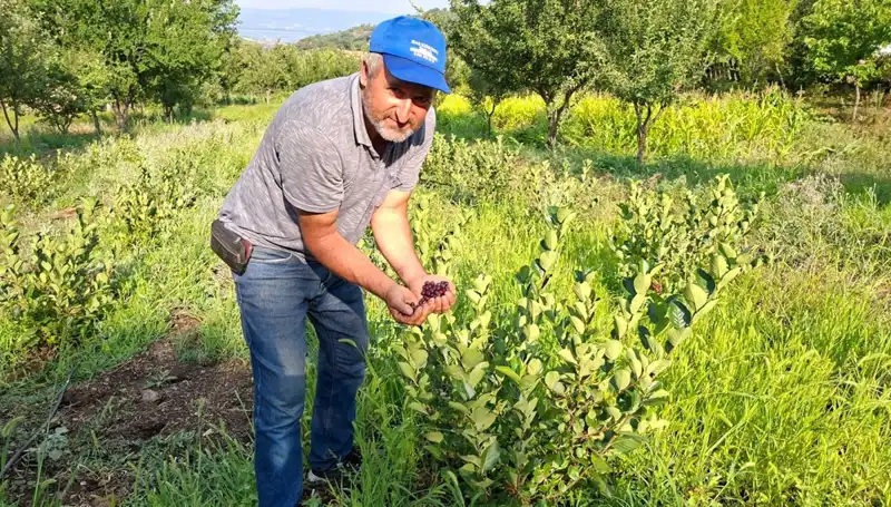 3 Yıl Önce Deneme Amaçlı Ektiği Bitki, Şimdi 200 Lira Kilosuyla Satışta!