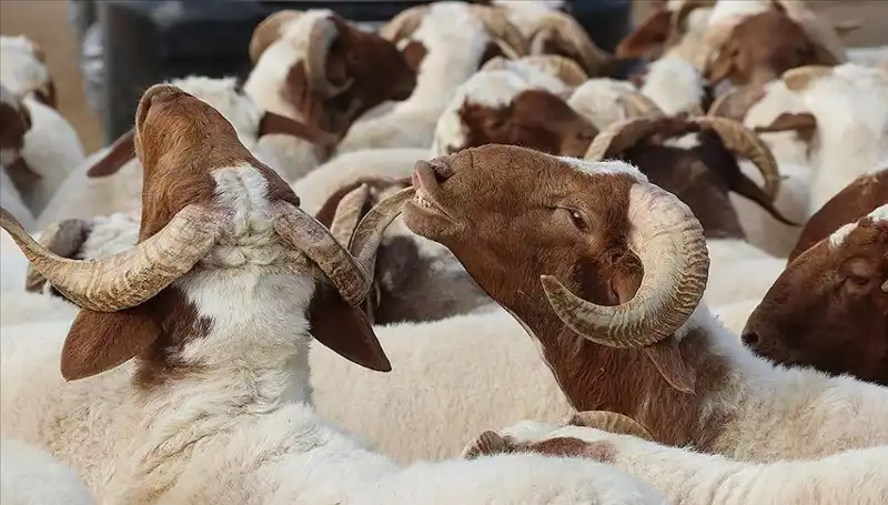 Akika Kurbanı Nedir? Yenir Mi, Ne Zaman Kesilir ve Farz Mı?