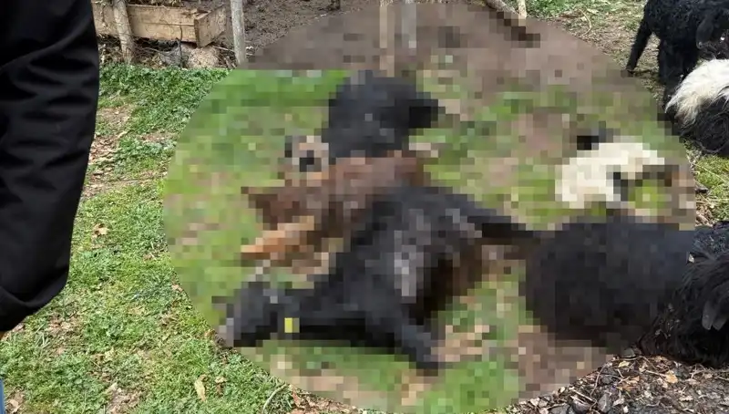 Sahipsiz Köpekler, 18 Keçiyi Katletti: Hayvancılıkta Yeni Tehlike Mi?