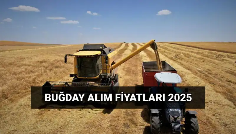 2025 Buğday Alım Fiyatları ve TMO Destekleri Hakkında Her Şey