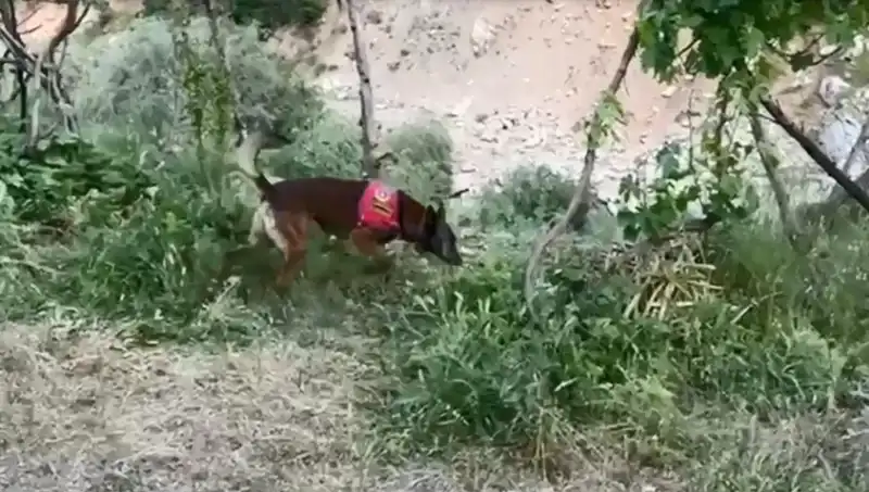 Gizli Hazine: Dere Kenarındaki Esrar Dedektör Köpekle Ortaya Çıktı!