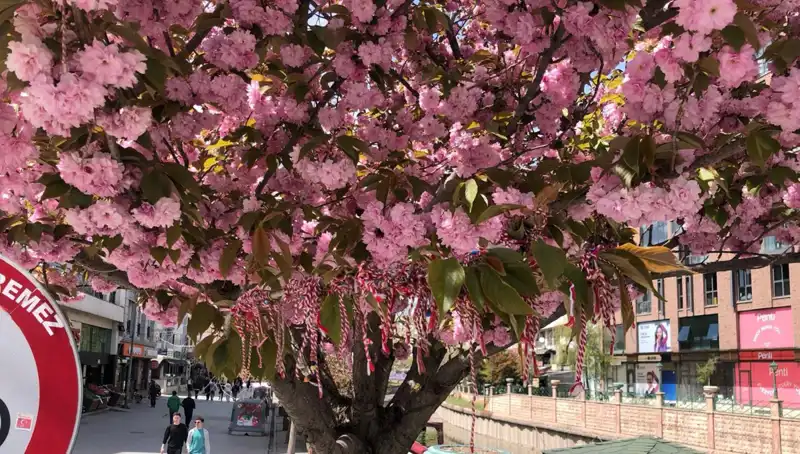 Süs Erik Ağaçlarına Martenitsa Bağlandı: Baharın Müjdecisi Geldi
