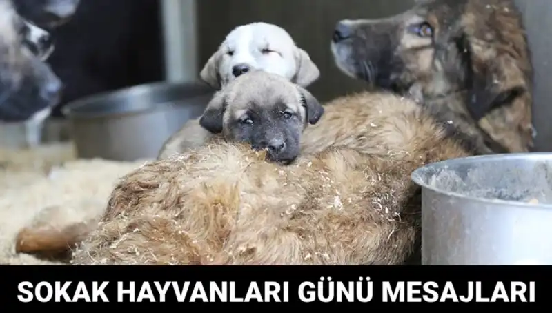 Sokak Hayvanlarının Dostu Olmak: Dünya Sokak Hayvanları Günü ve Anlamı
