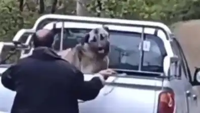 Trabzon'da Korkunç Canilik: Köpeği Halatla Döven Adamın Görüntüleri Ortaya Çıktı