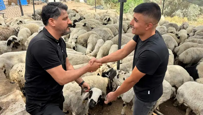 Kurbanlık Alırken Dikkat: Tuz ve Sumakla Şişirilen Koyunları Seçmeyin!