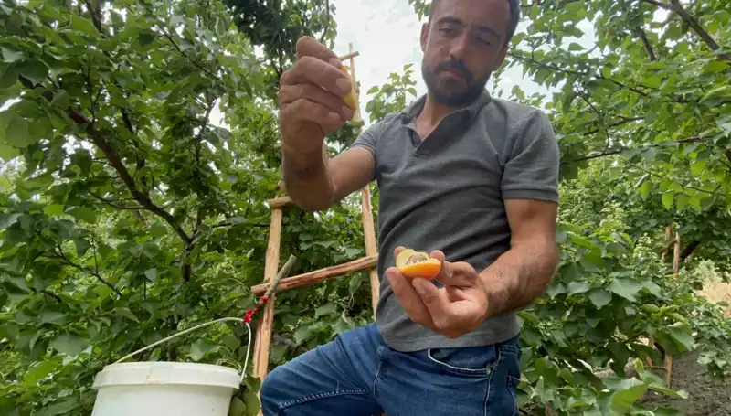 50 TL ile 70 TL Arasında Satılan Şaşırtan Lezzet: Damakları Şenlendiriyor!