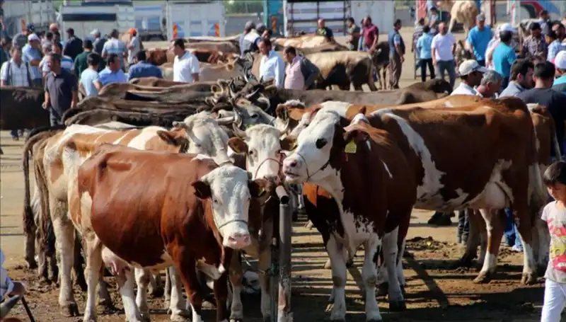 2025 Kurbanlık Fiyatları: İl İl Canlı Kilo Değerleri ve Detaylar