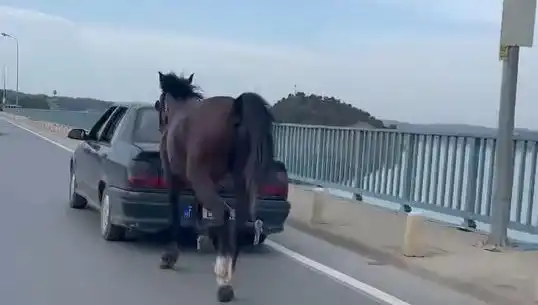 Adana'da Hayvan Hakları İhlaline Sert Tepki: Ata Eziyet Eden Kişi Tutuklandı!