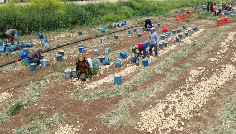 Soğan Hasadı Başladı: Pazar Fiyatları Düşüşe Geçti