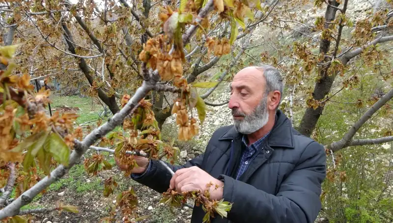 Kiraz Üreticileri Zirai Donla Sarsıldı: Albastı Kirazı Kayıplara Karıştı
