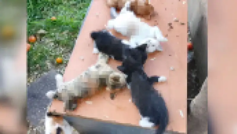 Bursa’da Yavru Kedi Katliamı: Sekiz Küçücük Can Hayatını Kaybetti