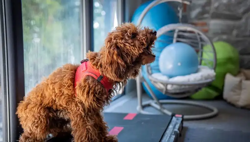 Muffin, Psikolojik Travmalarını Aşma Yolunda Yeniden Doğuyor