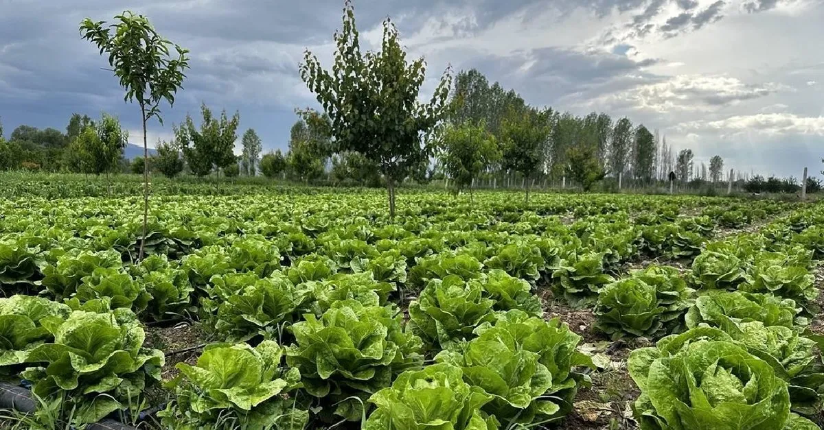 Dünyanın Pestisit Karnesi: Kullanım Oranları ve Tehlikeleri
