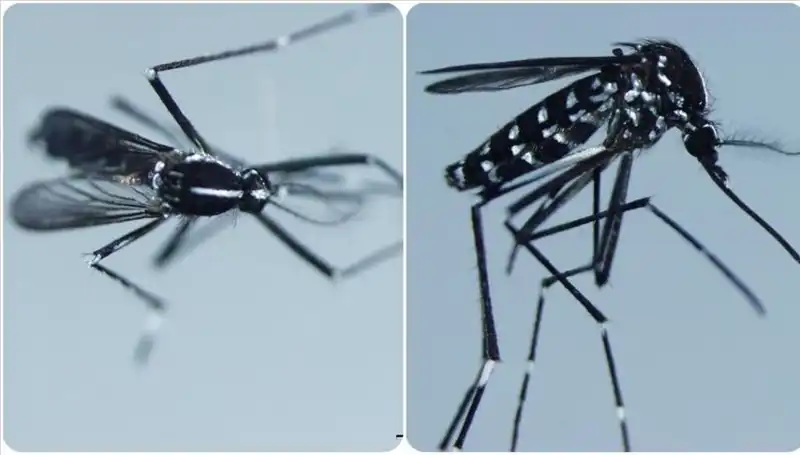 Chikungunya Virüsü: Tehlikeli Hastalık Hakkında Bilmeniz Gerekenler