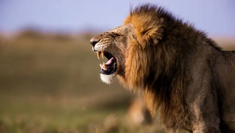Aslan Saldırısında 14 Yaşındaki Kız Hayatını Kaybetti: Trajedi Neden Oldu?