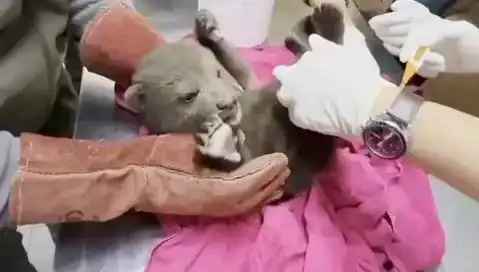 Karabük'te Yavru Bozayı Bulundu: Doğanın Koruyucusu Ağaçların Altında Gizleniyor
