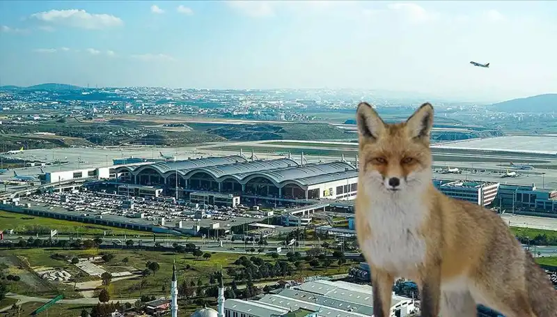 Sabiha Gökçen Havalimanı'nda Tilki Alarmı: Yolcular Endişeli!