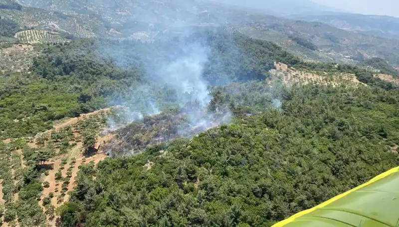 Aydın’da Korkutan Orman Yangını: İtfaiye ve Ekipler Seferber Oldu
