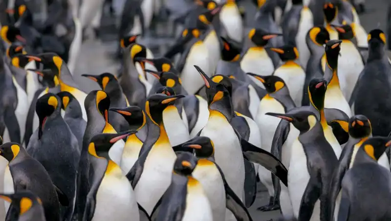 Gümrük Vergisi Şoku: Penguenler ve Issız Adalar Trump'ın Hedefinde!