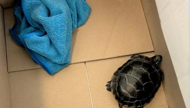 Havalimanında Şaşırtan Olay: Yolcunun Pantolonundan Kaplumbağa Çıktı