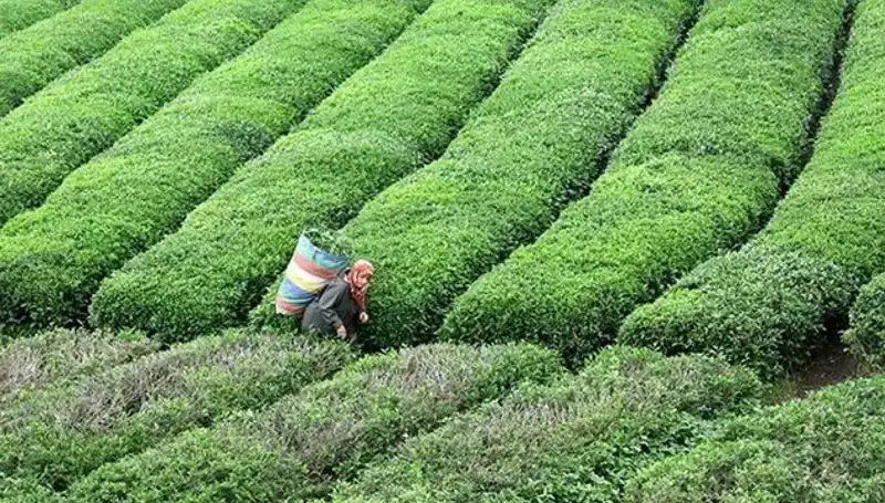 ÇAYKUR, Bayramda da Yaş Çay Alımına Devam Edecek: Çiftçiler İçin Müjde!