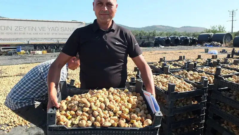 Balıkesir'de Tarımsal Hasat: Çin ve Rusya'ya İhracat İmkanları