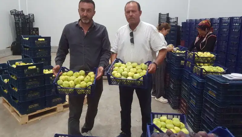 Mersinli Çiftçilerin Yüzü Güldü: Tanesi 20 TL'den İhraç Ediliyor