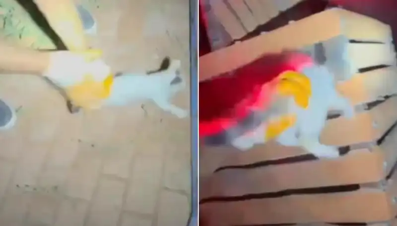Gece Yarısı İtfaiye Ekibinin Kahraman Kediyi Kurtarma Operasyonu