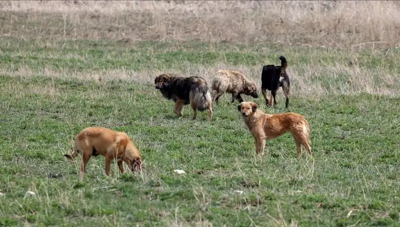Ankara'da Sahipsiz Köpeklere Cezai Yaptırım: Barınaklara Bırakımında Yüksek Tutar