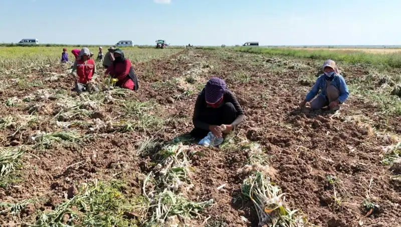 Rusya'da Yazın Gelen Şifa: Antibiyotik Hasadı Başladı!