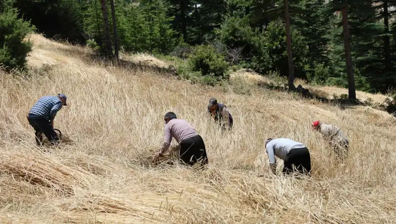 Geleneksel Yöntemlerle Hasat Zamanı: Ellik ve Orakla Gelenek Devam Ediyor