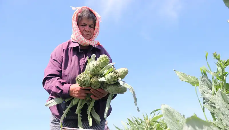 Tarladan Sofralara: Tezgahlarda 50 TL’lik Sebze Fiyatları Ne Anlama Geliyor?