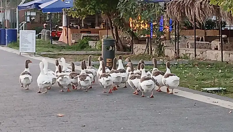 Denizde Yüzen Kazlar Kümeste Neden Hayatını Kaybetti? Olayın Perde Arkası!