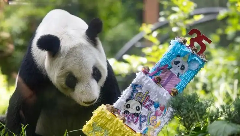 Dev panda Xin Xin, 35. Yaşında Pandalar Arasında Şenlik Yağmuru Yarattı