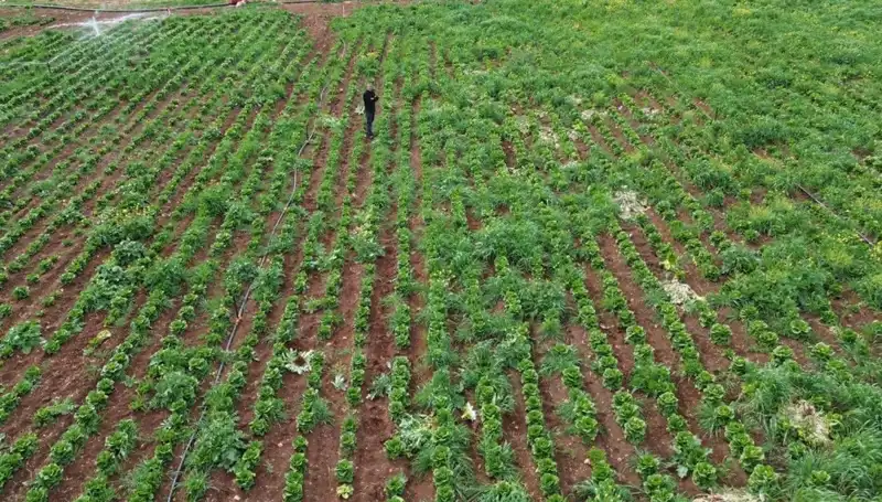Kuraklık, Marul Hasadını Tehdit Ediyor: Üreticiler Zor Durumda