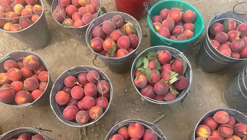 Hasat Sezonu Başladı: Çiftçiler Fiyatlardan Memnun