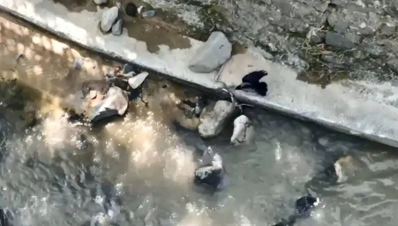 Karganın Yılanla Mücadelesi: Doğada Hayatta Kalma Savaşı