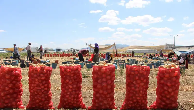 Amasya Elması: Avrupa ve Rusya'nın Aranan Lezzeti Olmaya Devam Ediyor