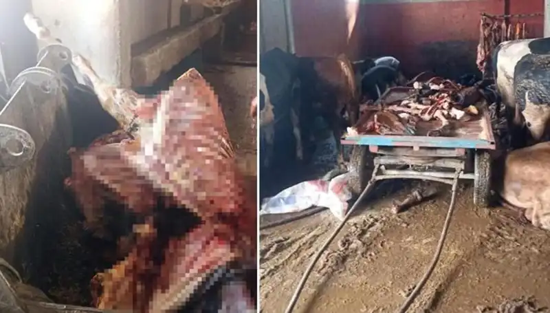 Adana'da Skandal: 2,5 Ton At Eti Ele Geçirildi, Dört At Kurtarıldı!