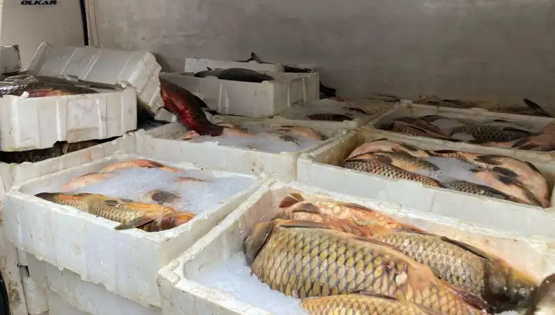 Kaçak Balık Avcılığına Cezalar Artıyor: Binlerce Lira Para Cezası Uygulanıyor