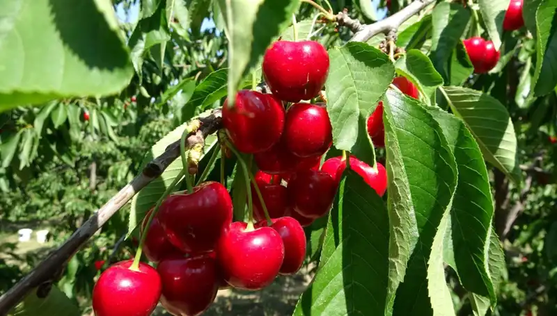 Çay Bardağına Sığmayan Bereket: 2023 Çay Hasadı Coşkusu Başladı